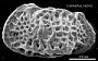 Poseidonamicus sp