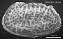 Poseidonamicus sp
