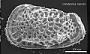 Poseidonamicus sp