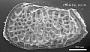 Poseidonamicus sp