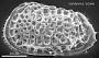 Poseidonamicus sp