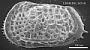 Poseidonamicus sp
