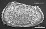 Poseidonamicus sp