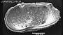 Poseidonamicus sp