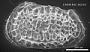 Poseidonamicus sp