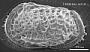 Poseidonamicus sp