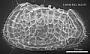 Poseidonamicus sp