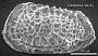 Poseidonamicus sp