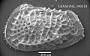 Poseidonamicus tumidus