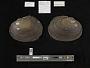 Potamilus laevissimus
