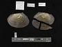 Potamilus laevissimus