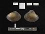 Potamilus laevissimus