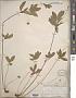 Potentilla simplex Michx.