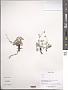 Potentilla sp.