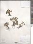 Potentilla sp.
