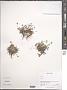 Potentilla sp.