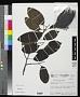 Pradosia mutisii Cronq.