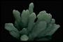 Prehnite