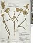 Premna tomentosa Willd.