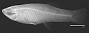 Priapichthys annectens