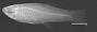 Priapichthys annectens