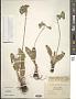 Primula sikkimensis Hook.