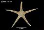 Prionaster elegans