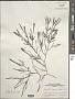 Prionitis linearis