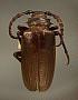Prionus californicus mots. compar