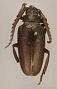 Prionus consors