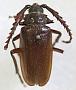 Prionus ineptus