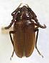Prionus ineptus uintanus