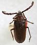 Prionus nanus