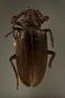 Prionus suspectus