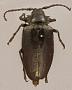 Prionus tumidus