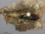 Priophorus irregularis