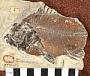 Priscacara oxyprion Cope