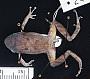 Pristimantis urichi