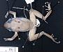 Pristimantis urichi