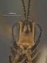 Pristomerus fuscipennis