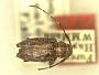 Probatius unicolor