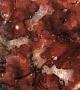 Proboscina sp.