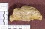 Procamelus occidentalis Leidy