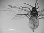 Prociphilus carolinensis