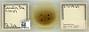 Prociphilus (Prociphilus) americanus