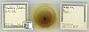 Prociphilus (Prociphilus) americanus