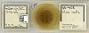 Prociphilus (Prociphilus) carolinensis
