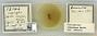 Prociphilus (Prociphilus) longianus