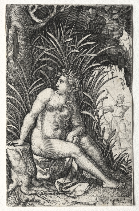Procris