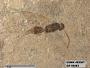 Proctotrupidae